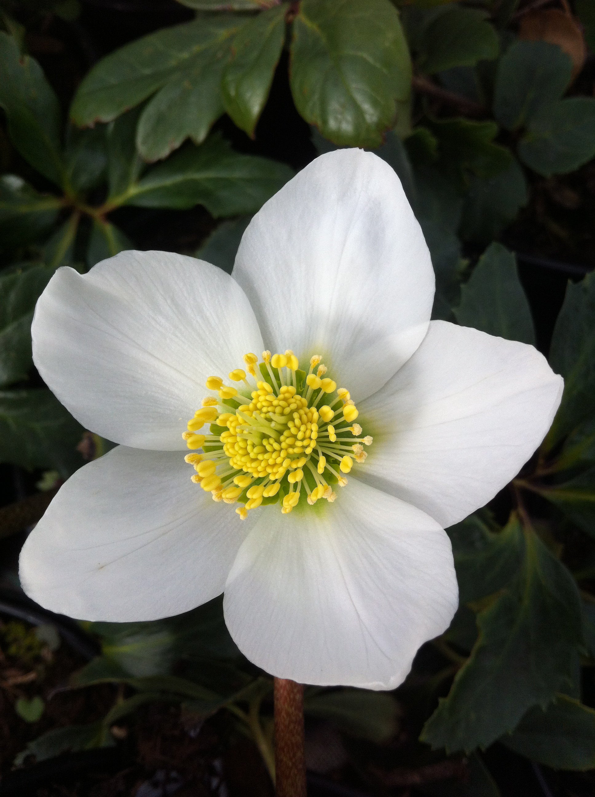 Helleborus niger Christmas Rose