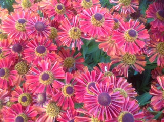 Helenium autumnale Mariachi Salsa Salsa PPAF Salsa Sneezeweed