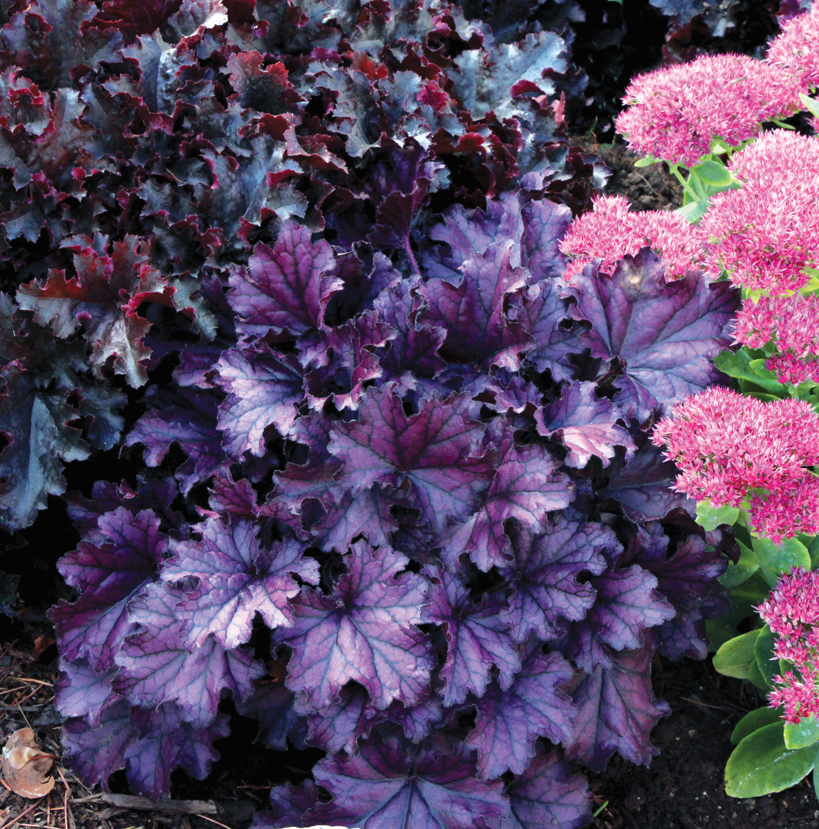 Heuchera x FOREVER Purple TNHEUFP PP26358, COPF FOREVER Purple Coral Bells