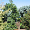 Picea omorika Pendula Bruns Bruns Weeping Serbian Spruce