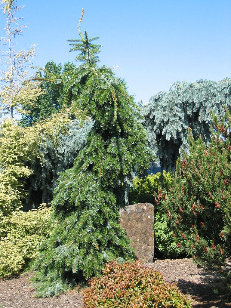 Picea omorika Pendula Bruns Bruns Weeping Serbian Spruce