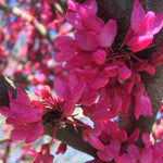 Cercis canadensis Appalachian Red Appalachian Red Redbud