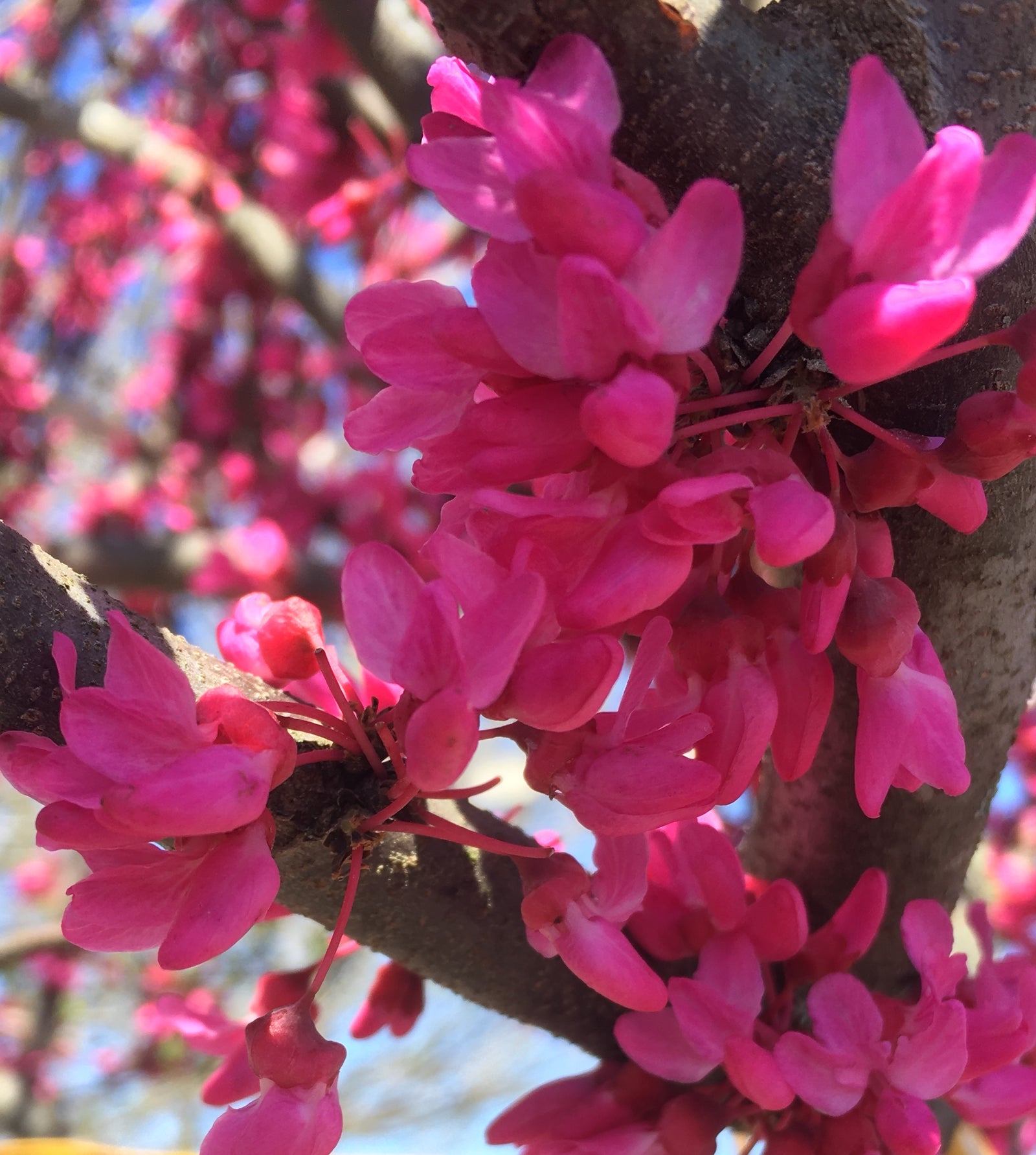 Cercis canadensis Appalachian Red Appalachian Red Redbud