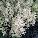 Astilbe x Younique White Verswhite PP19845 Younique White Astilbe