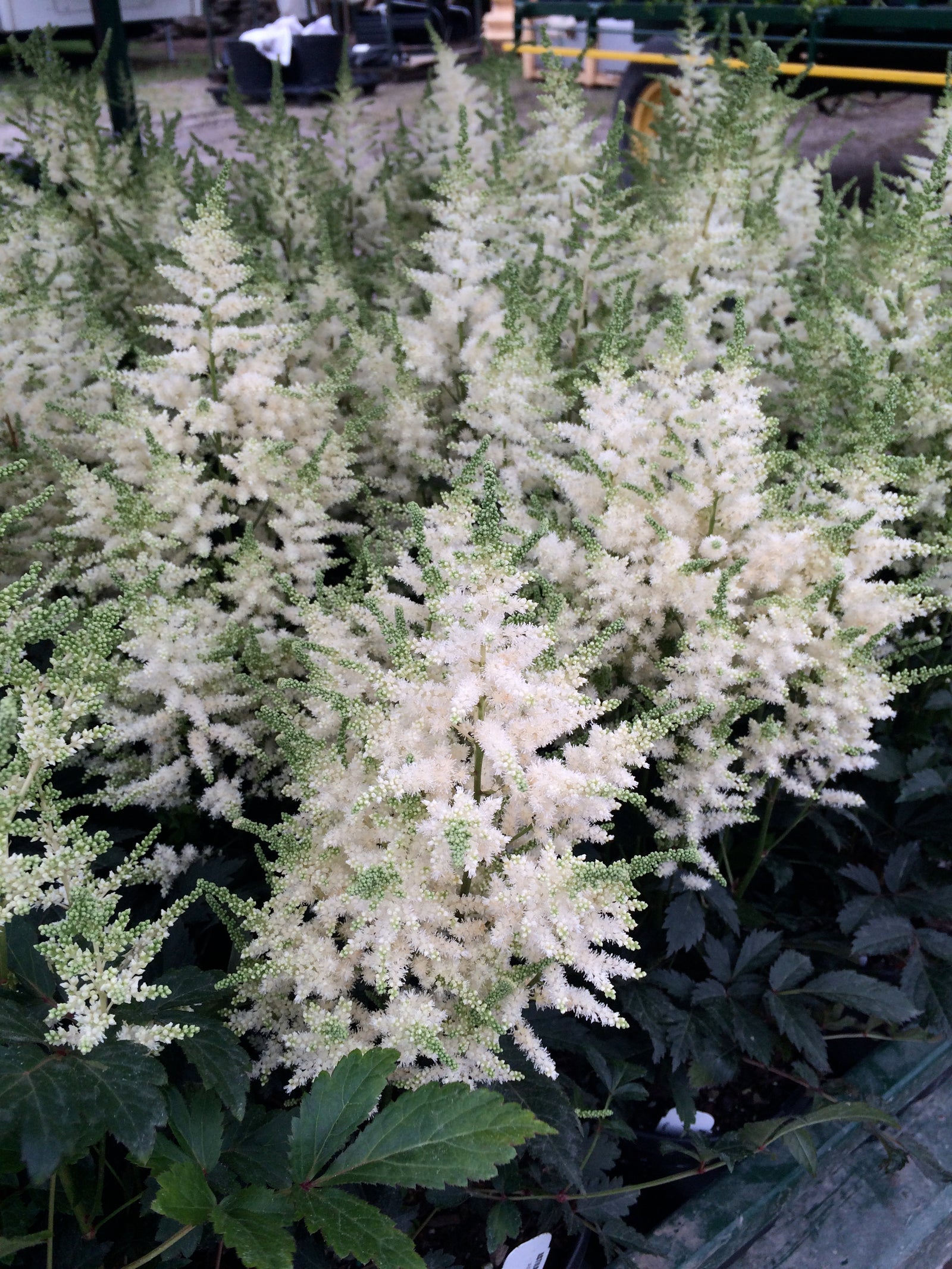 Astilbe x Younique White Verswhite PP19845 Younique White Astilbe