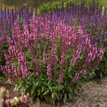 Salvia nemorosa New Dimension Rose Perennial Sage