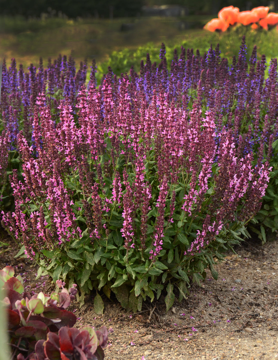 Salvia nemorosa New Dimension Rose Perennial Sage