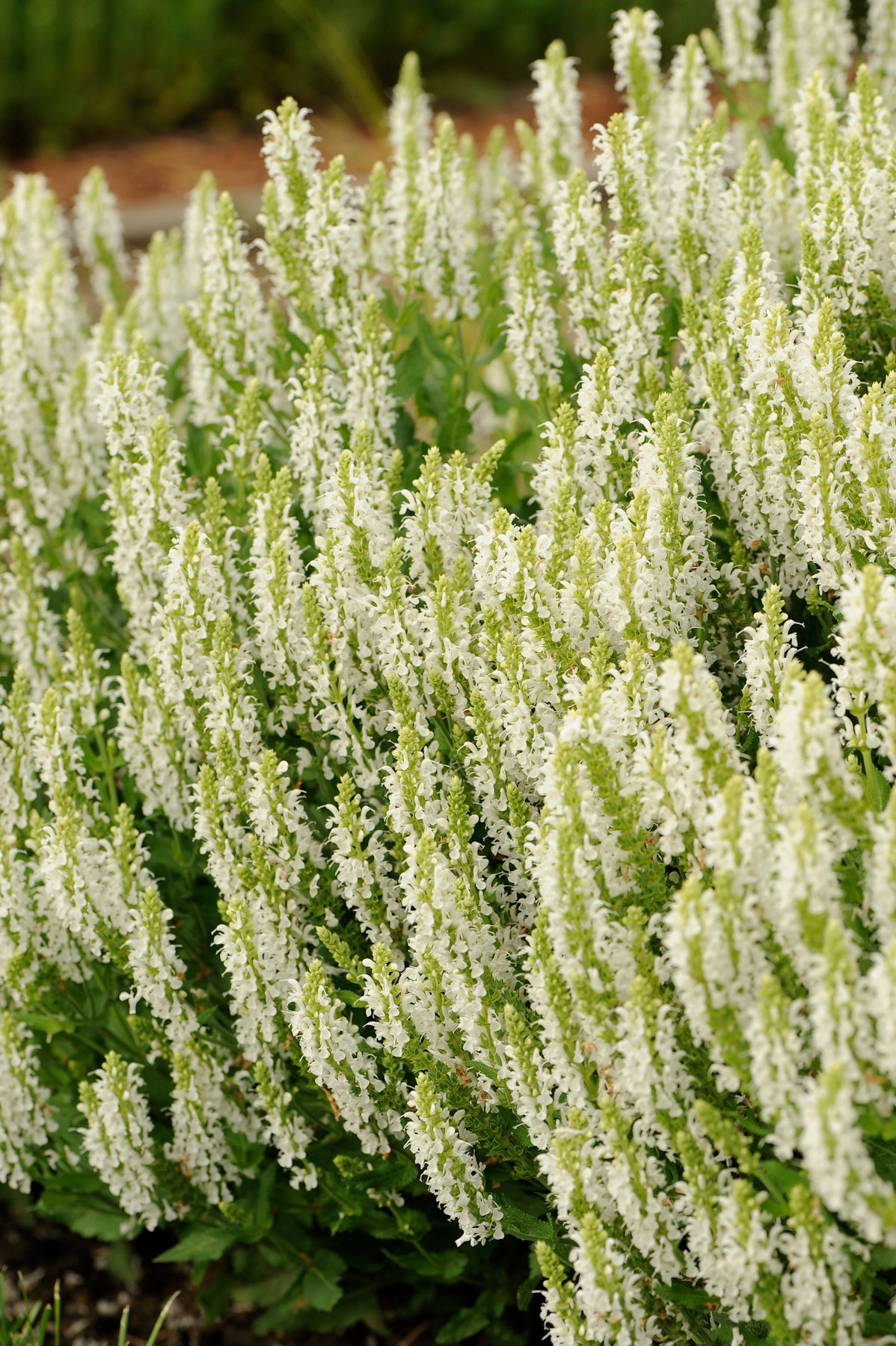 Salvia nemorosa Snow Hill Schneehugel Snow Hill Sage