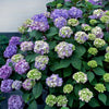 Hydrangea macrophylla Endless Summer Bloomstruck PIIHM II PP25566, CPBR5146 Bloomstruck Hydrangea