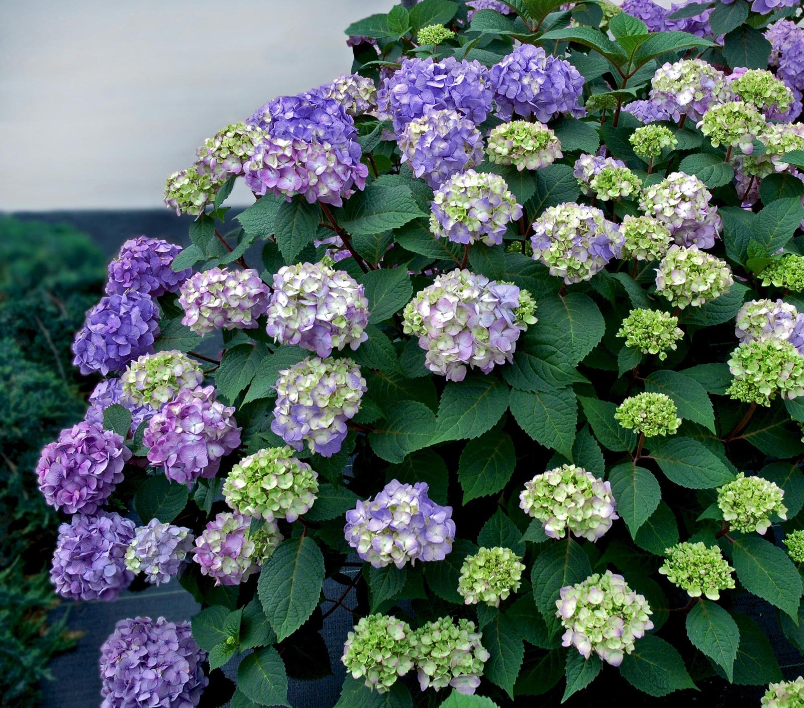 Hydrangea macrophylla Endless Summer Bloomstruck PIIHM II PP25566, CPBR5146 Bloomstruck Hydrangea