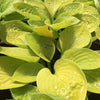 Hosta Maui Buttercups Plantain Lily