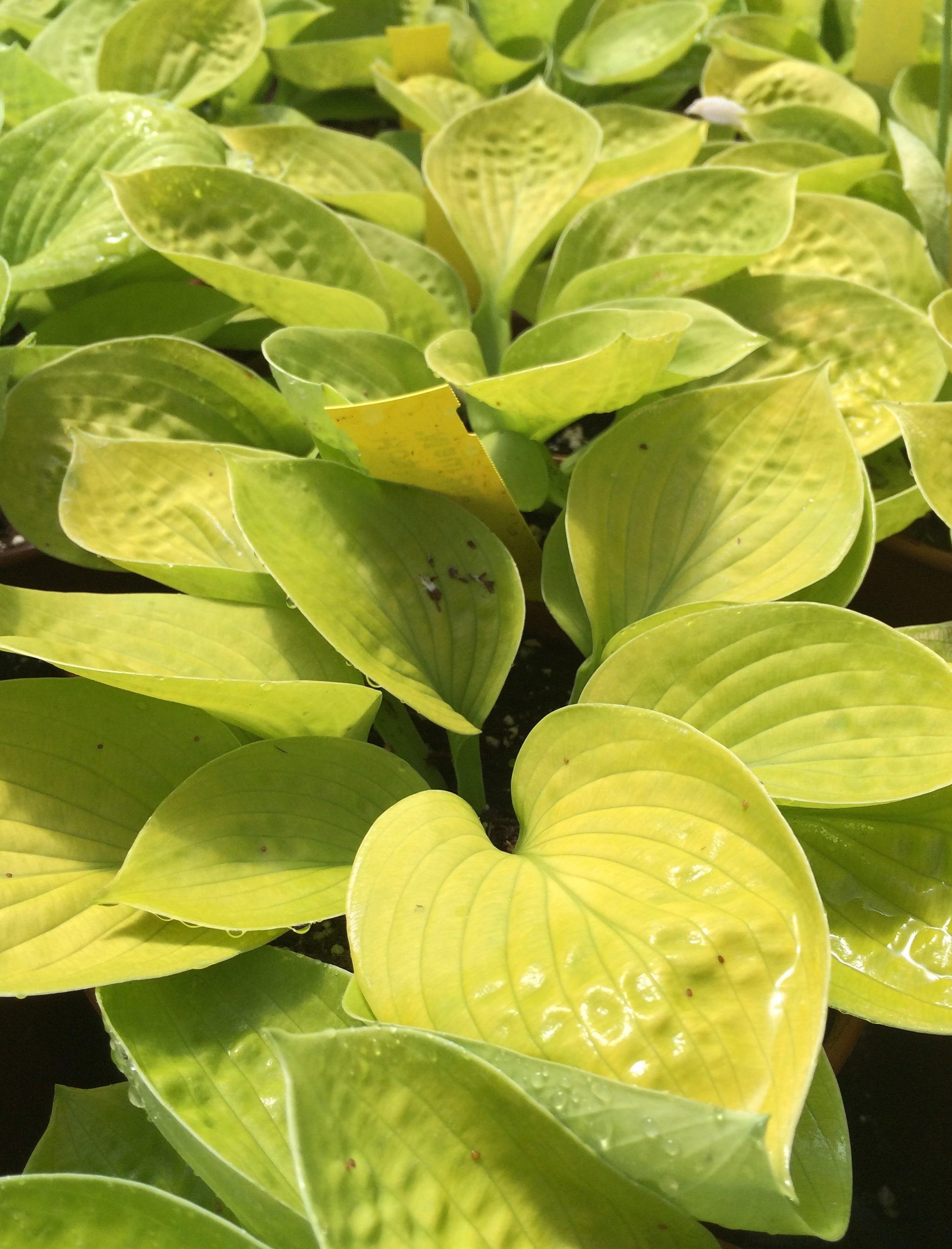 Hosta Maui Buttercups Plantain Lily