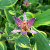 Tricyrtis formosana Autumn Glow Toad Lily