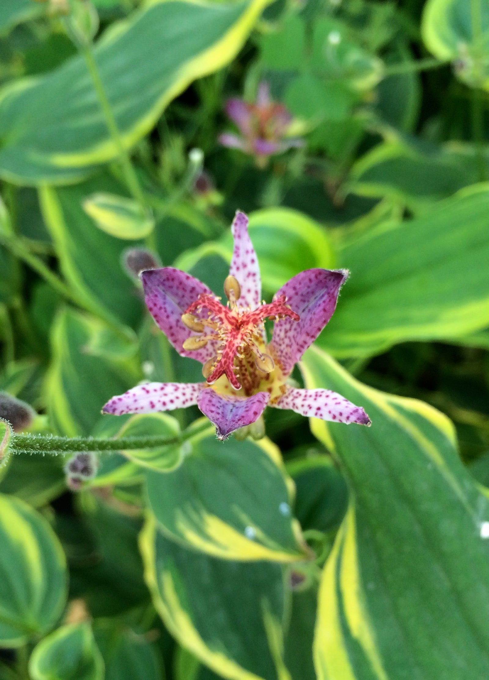 Tricyrtis formosana Autumn Glow Toad Lily