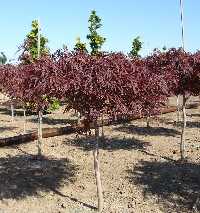 Acer palmatum dissectum Red Dragon Red Dragon Japanese Maple