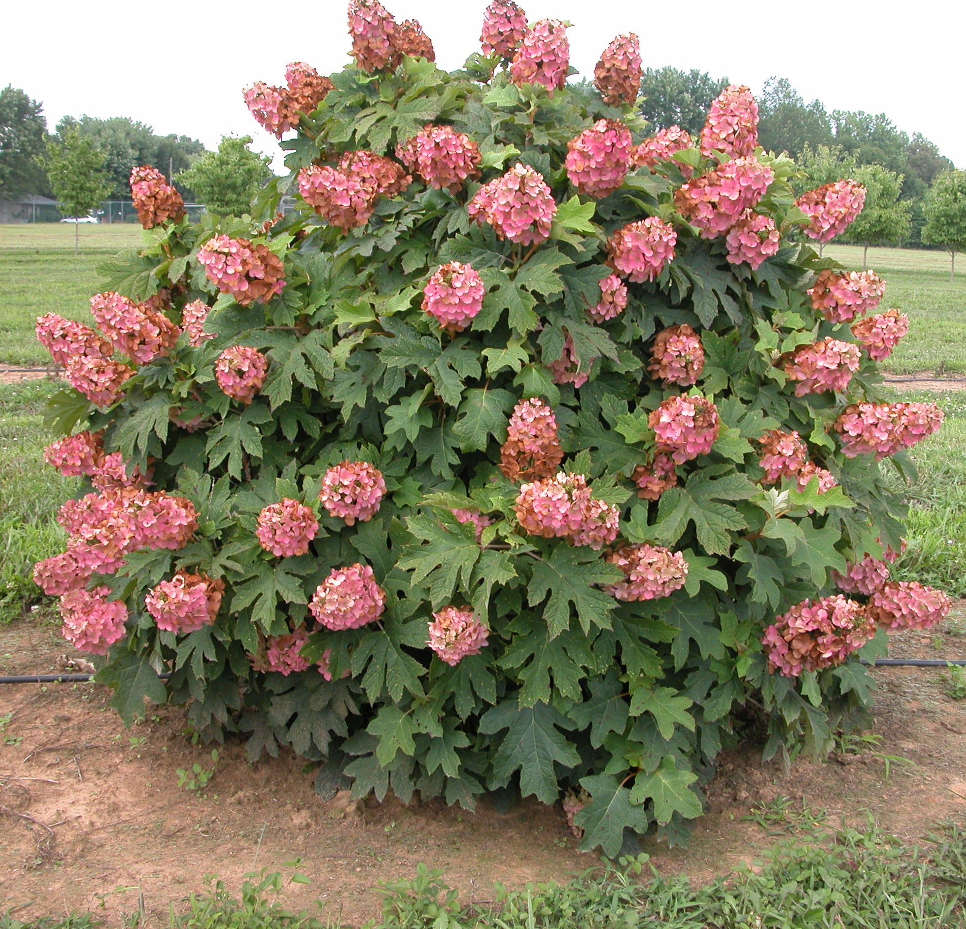 Hydrangea quercifolia Munchkin Dwarf Oakleaf Hydrangea