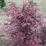 Acer palmatum Adrian's Compact Adrian's Compact Japanese Maple