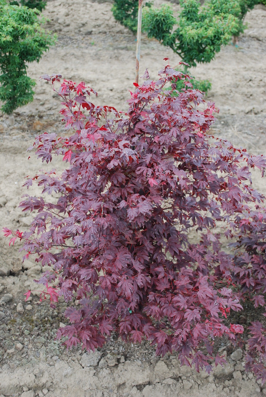 Acer palmatum Adrian's Compact Adrian's Compact Japanese Maple