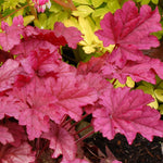 Heuchera x Berry Smoothie PP21871, COPF Coral Bells