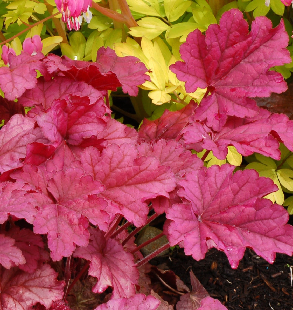 Heuchera x Berry Smoothie PP21871, COPF Coral Bells