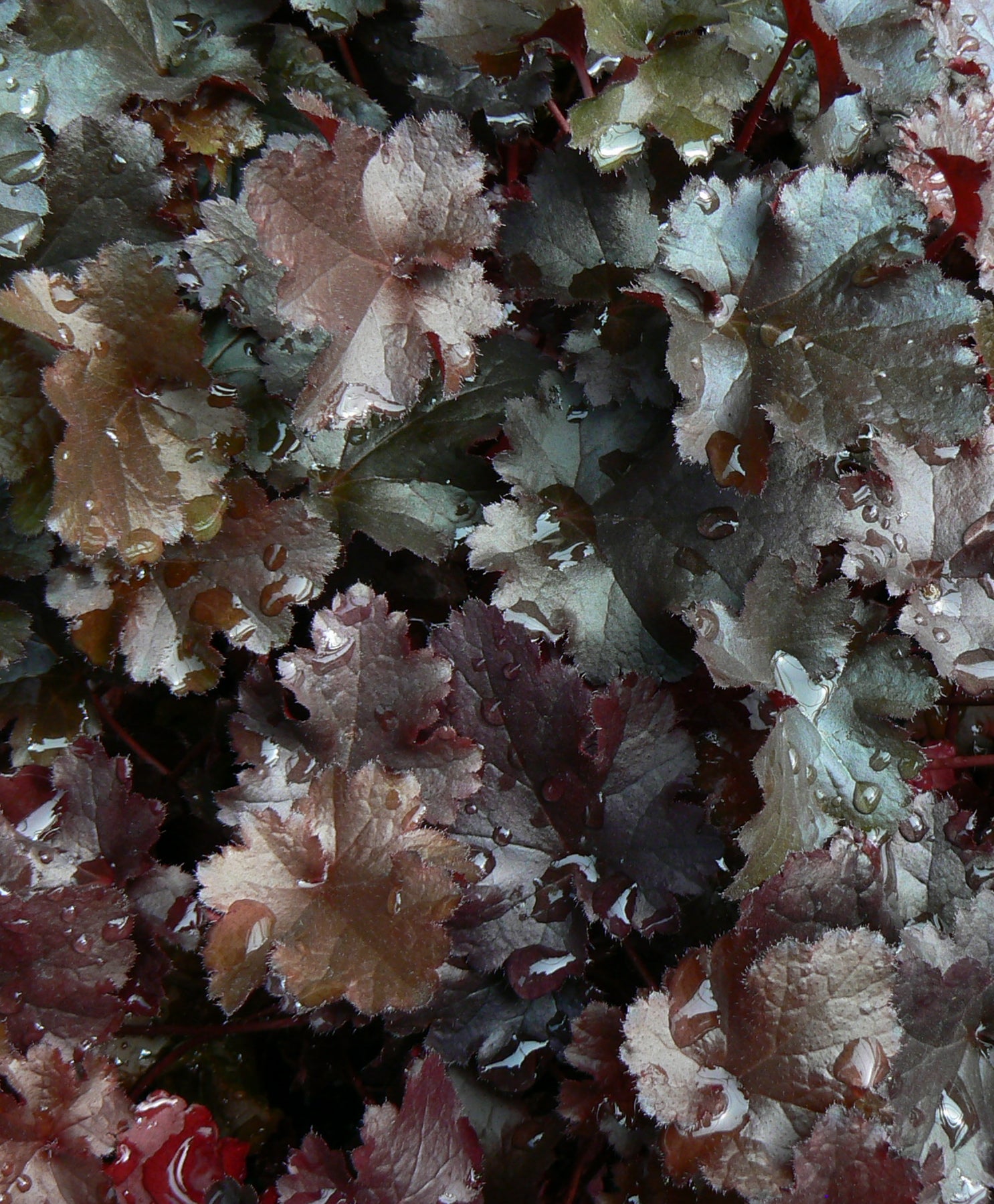 Heuchera x Black Beauty PP13288, COPF Coral Bells