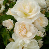 Rosa Easy Elegance Champagne Wishes BAIcham Champagne Wishes Rose