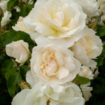 Rosa Easy Elegance Champagne Wishes BAIcham Champagne Wishes Rose