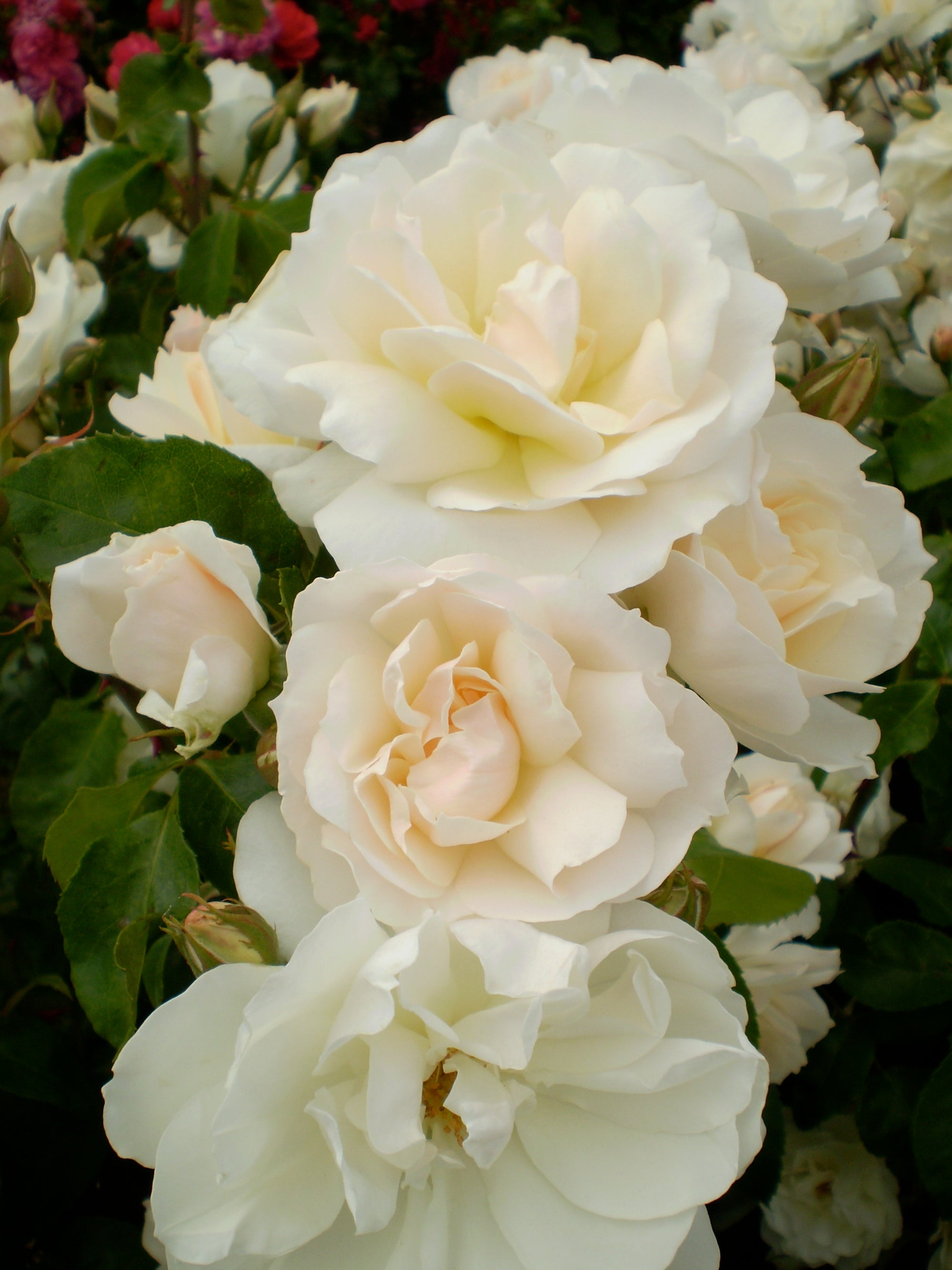 Rosa Easy Elegance Champagne Wishes BAIcham Champagne Wishes Rose