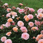 Rosa Apricot Drift Meimirrot PP23354, CPBRAF Apricot Drift Rose