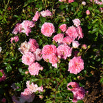 Rosa Sweet Drift MEIswetdom PP21612, CPBRAF Sweet Drift Rose