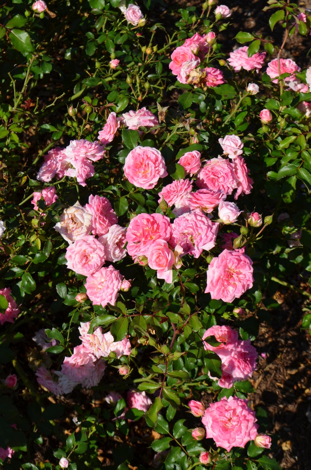 Rosa Sweet Drift MEIswetdom PP21612, CPBRAF Sweet Drift Rose