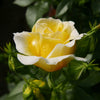 Rosa Easy Elegance Yellow Brick Road BAIoad PP19046 Yellow Brick Road Rose