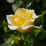 Rosa Easy Elegance Yellow Brick Road BAIoad PP19046 Yellow Brick Road Rose