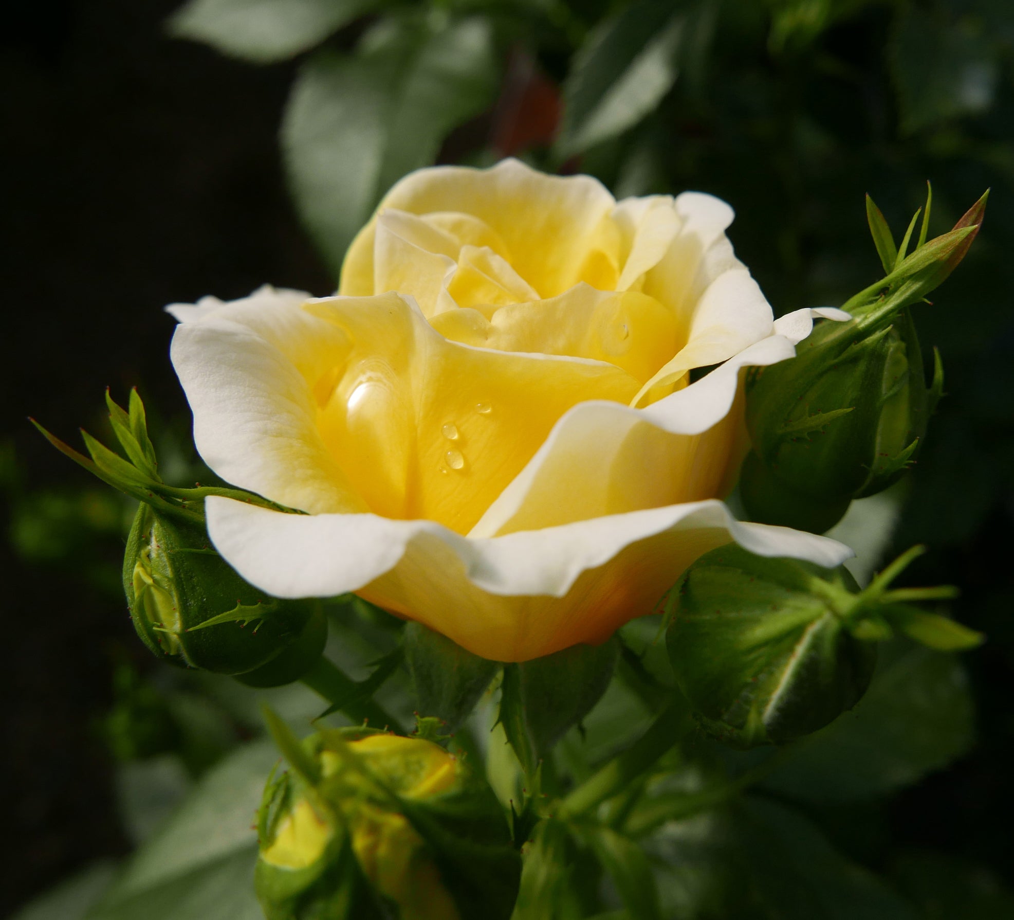 Rosa Easy Elegance Yellow Brick Road BAIoad PP19046 Yellow Brick Road Rose