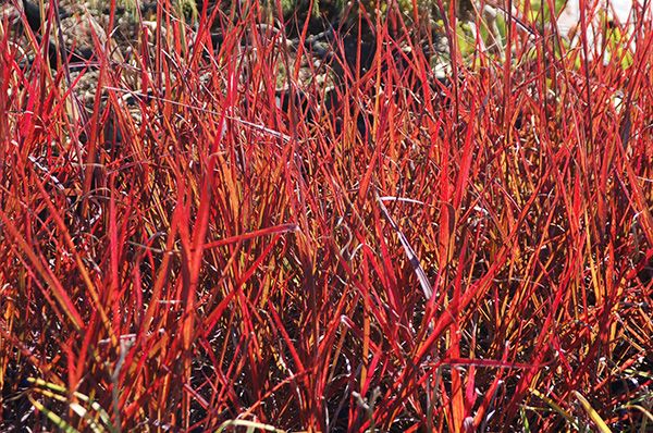 Andropogon gerardii Red October PPAF Big Blue Stem