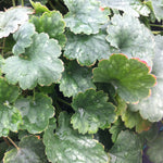 Heuchera x Bressingham Hybrid Coral Bells