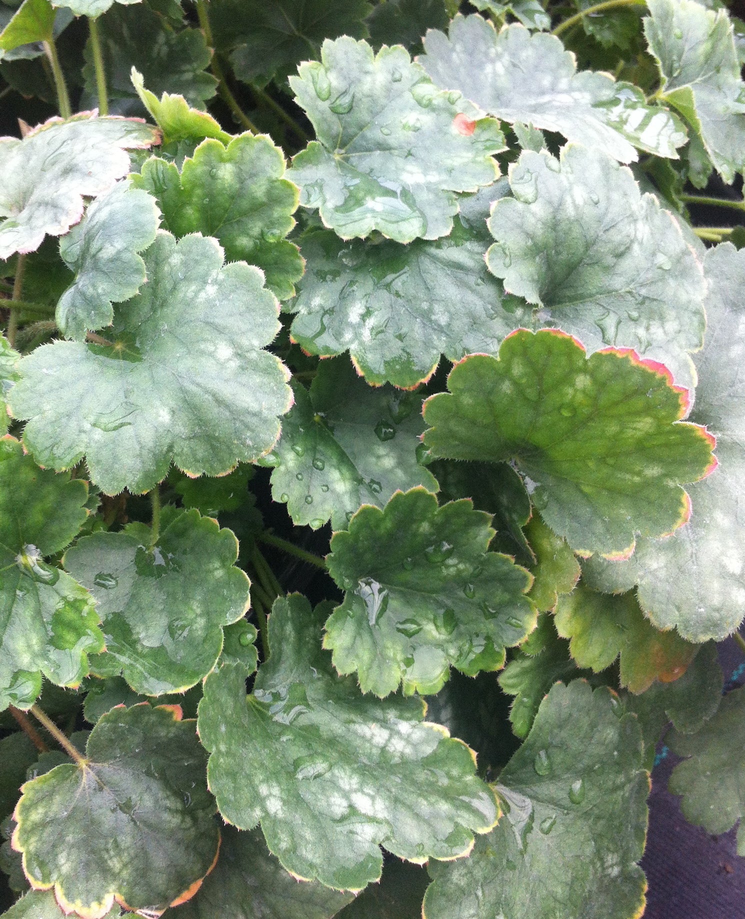 Heuchera x Bressingham Hybrid Coral Bells