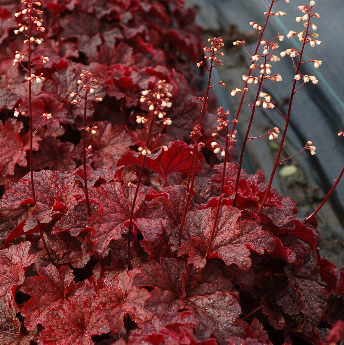 Heuchera x Cajun Fire PP24150, COPF Coral Bells