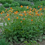 Geum x Totally Tangerine Tim's Tangerine PP22041 Totally Tangerine Avens