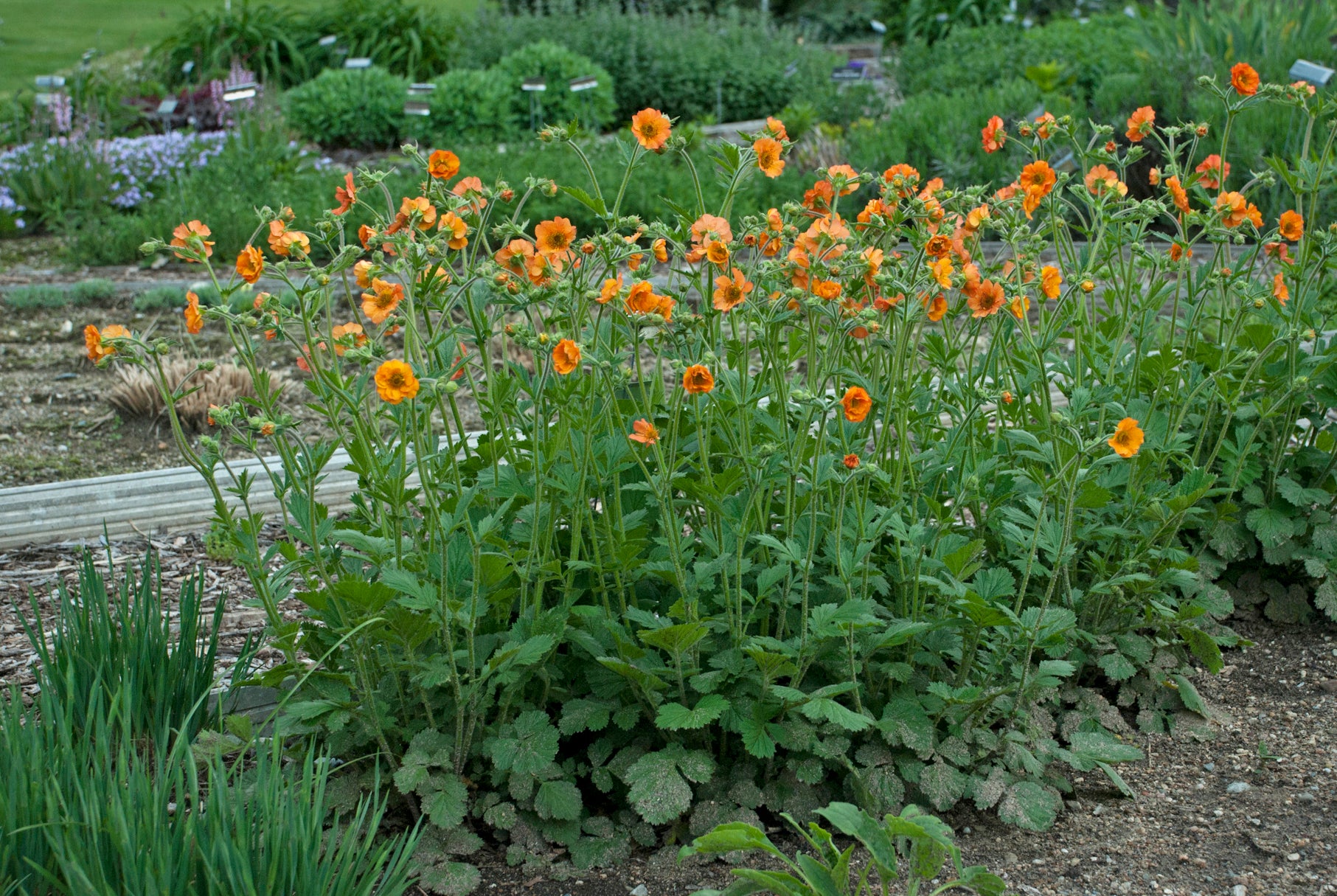 Geum x Totally Tangerine Tim's Tangerine PP22041 Totally Tangerine Avens