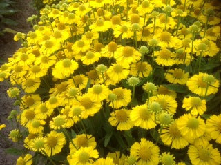 Helenium autumnale Mariachi Sombrero Sombrero PPAF Sombrero Sneezeweed