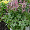 Heucherella x Pink Fizz PPAF Foamy Bells