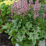 Heucherella x Pink Fizz PPAF Foamy Bells