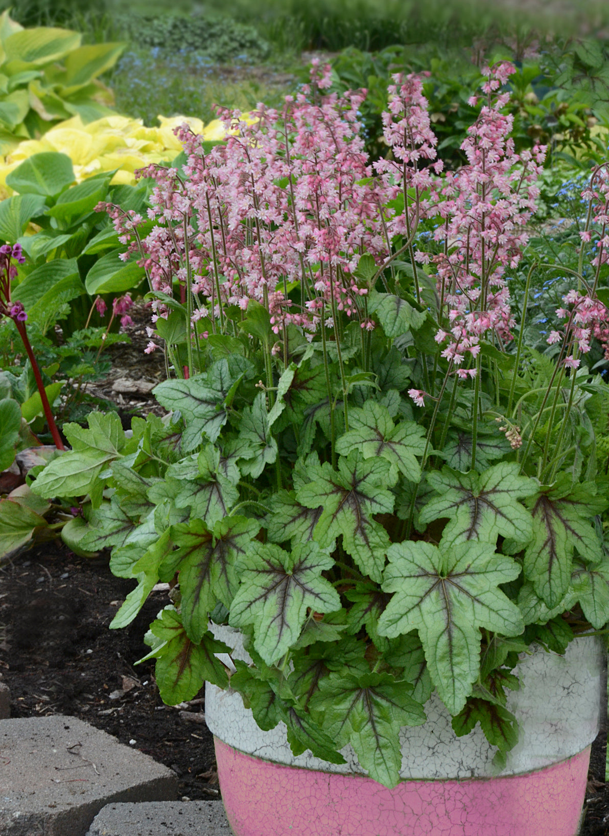 Heucherella x Pink Fizz PPAF Foamy Bells