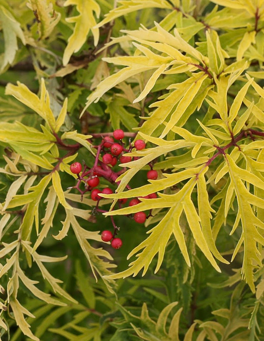 Sambucus racemosa Lemony Lace SMNSRD4 PPAF, CPBRAF Lemony Lace Elderberry