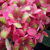 Hydrangea macrophylla Tilt A Swirl QUFU PPAF, CPBRAF Tilt A Swirl Hydrangea