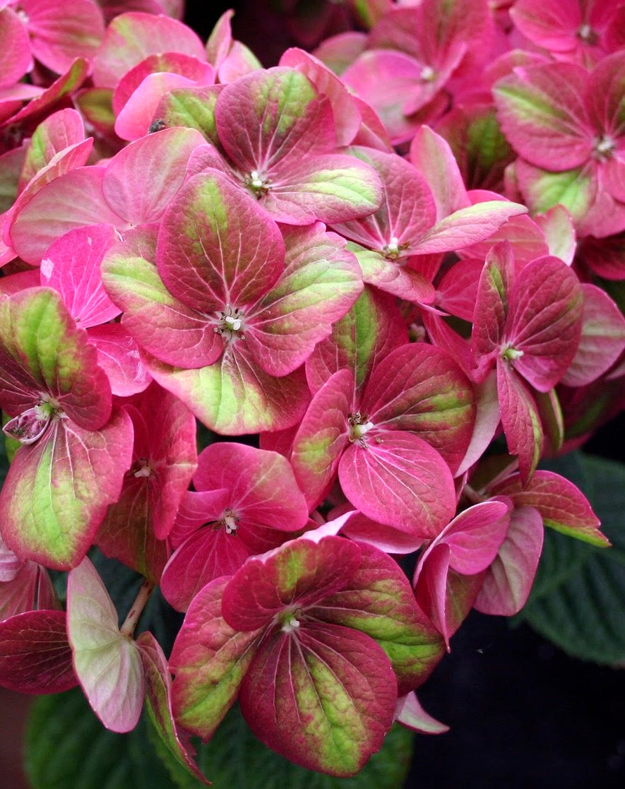 Hydrangea macrophylla Tilt A Swirl QUFU PPAF, CPBRAF Tilt A Swirl Hydrangea