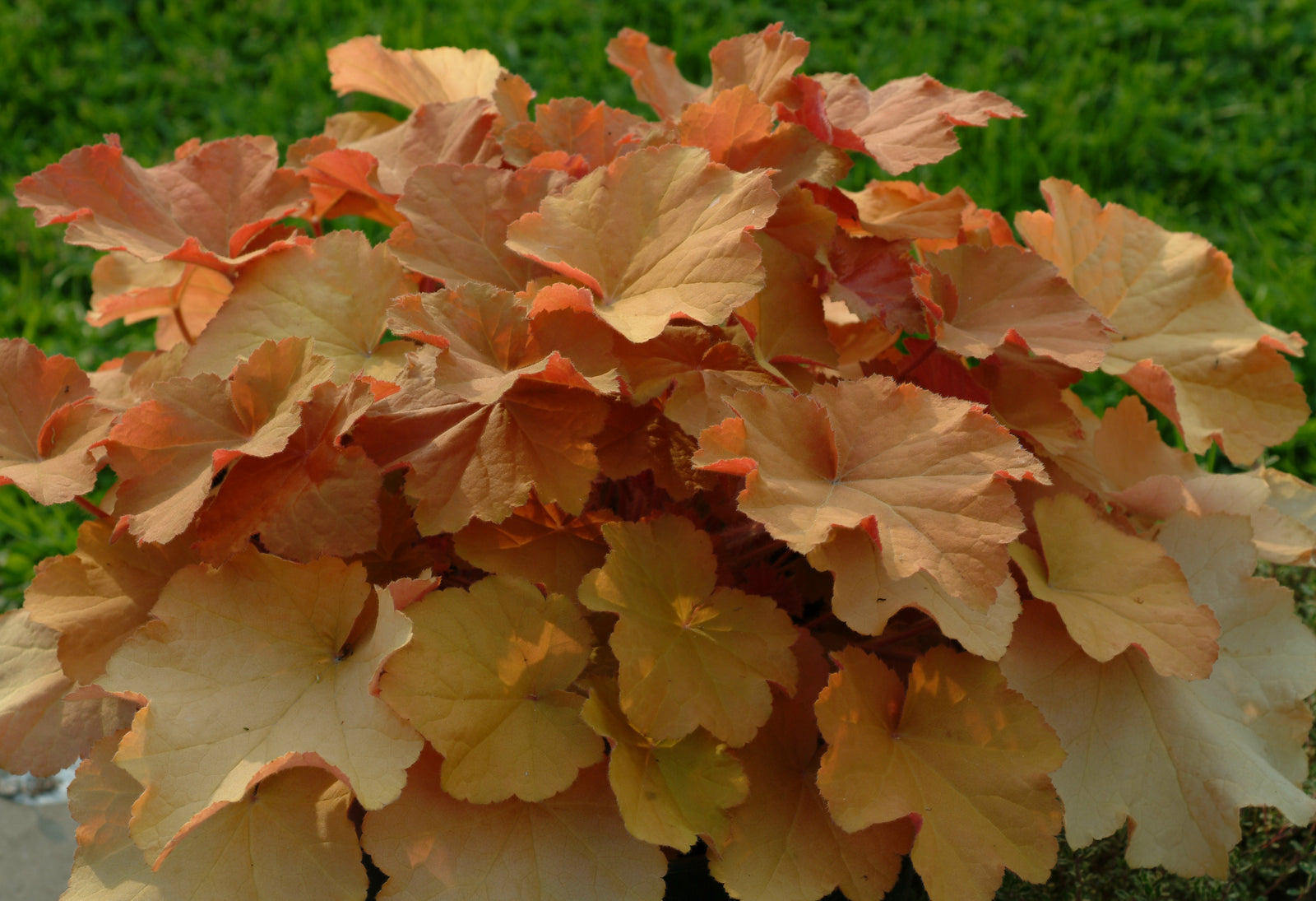 Heuchera villosa Caramel PP16560 Coral Bells