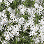 Phlox subulata Snowflake Snowflake Moss Phlox