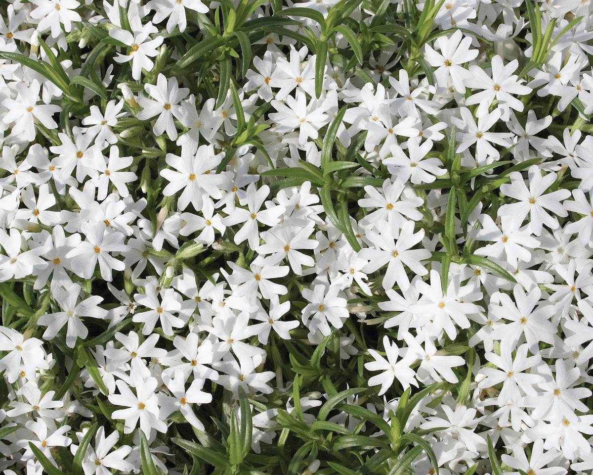 Phlox subulata Snowflake Snowflake Moss Phlox